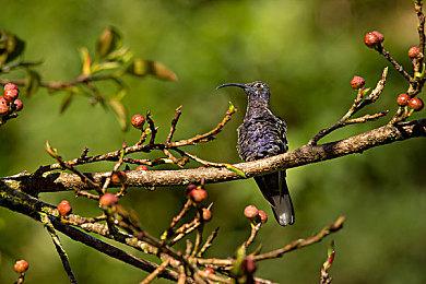 经典指向点击冒险解谜游戏《Amerzone：探险家的遗产》现已开启限免活动